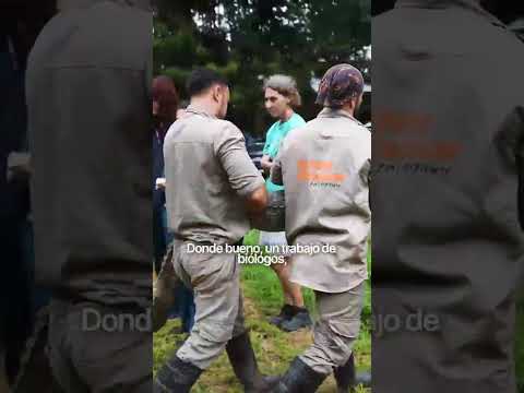 Ricardito volvió a su hogar 🐊💚