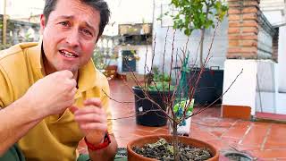 Do This to a New Fruit Tree Sapling! - Making the Scaffold Prune
