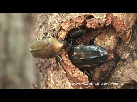 カナブンとクロカナブン