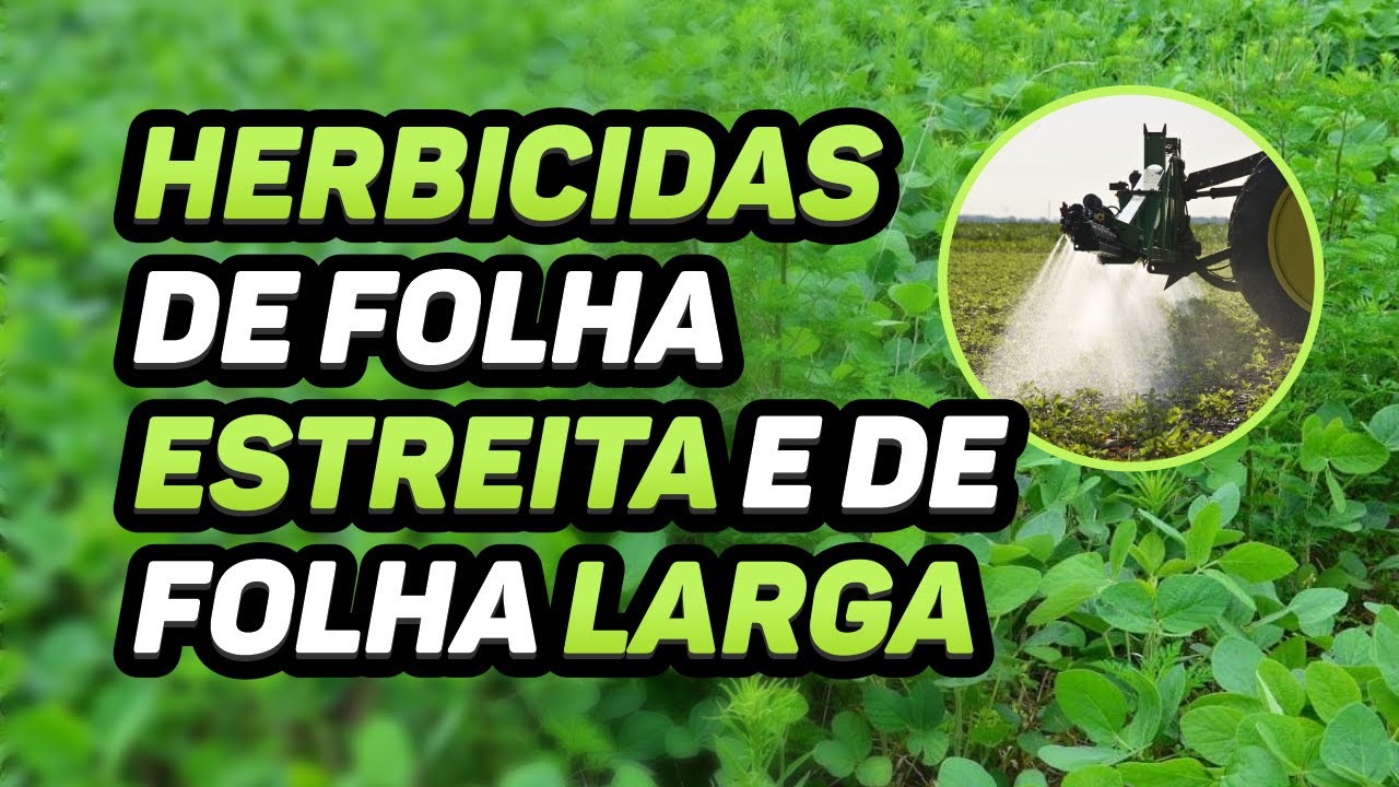 A DIFERENÇA ENTRE HERBICIDAS DE FOLHA ESTREITA E DE FOLHA LARGA