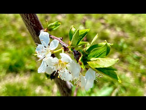 When does swarm season begin?— When to have your swarm traps out / and manage colonies for swarming