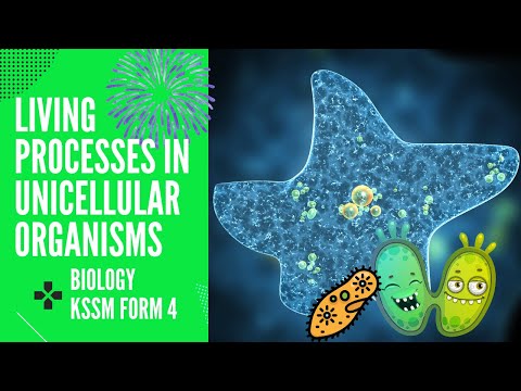 BIOLOGY KSSM FORM 4: CHAPTER 2 : 2.2 LIVING PROCESSES IN UNICELLULAR ORGANISM
