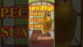 Download lagu PANCINGAN KENARI PAUD AGAR BUNYI | CANARY SINGING mp3