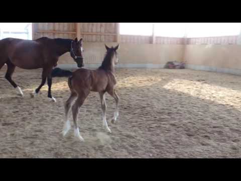 Folie Douce, Stutfohlen Fürst Grandios x Quaterback