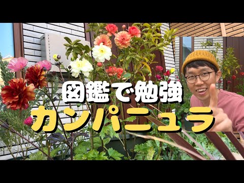 , title : '図鑑で勉強　カンパニュラ【園芸】'
