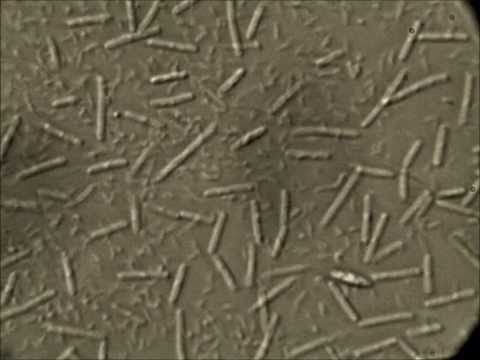 Paraziták mikroorganizmusokra példák