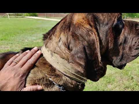 Tosa Inu Facts - Coat Type and Length