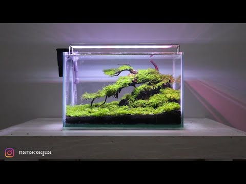 Amazing Mini Bonsai with Moss Carpet in Nano Aquascape