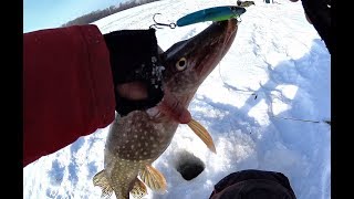 Рыбалка на алтае обь зима 2019