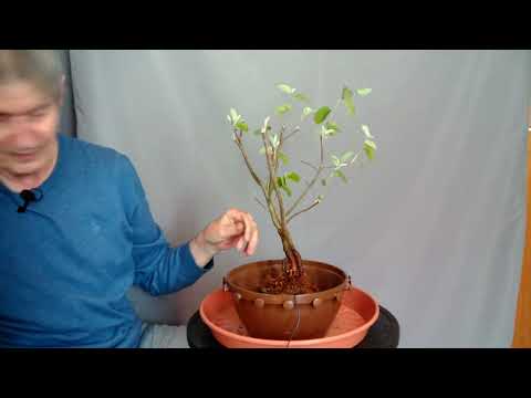 30/1 Echte Felsenbirne