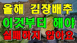 올해 김장 이것부터 해야 실패하지 않습니다. 8월중순 김장배추밭만들기 / 밑거름은 기본 / 김방배추심는시기 …