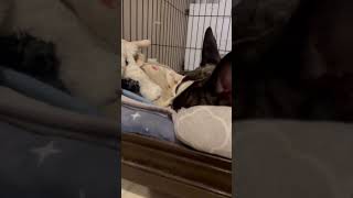 いつもコッソリ忍者みたいに眠るワンコ💤 #shorts