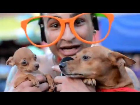 O GATO MIA - ERMINIO FÉLIX & BONDE DO SERROTE - CLIPE OFICIAL