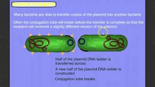 Bacterial Reproduction & Exchanges of Genetic Material