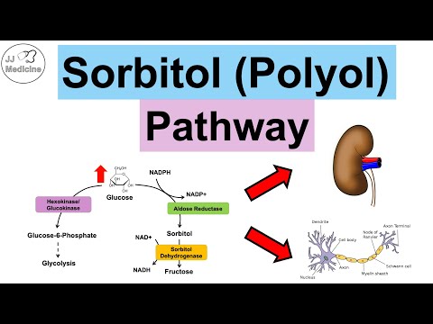 Overview of Glycolysis Basics for Beginners Biochemistry Lesson