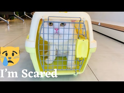 Taking my scared cat to the groomer Part 1 |Cat’s greatest fear |Pawspurr Pink