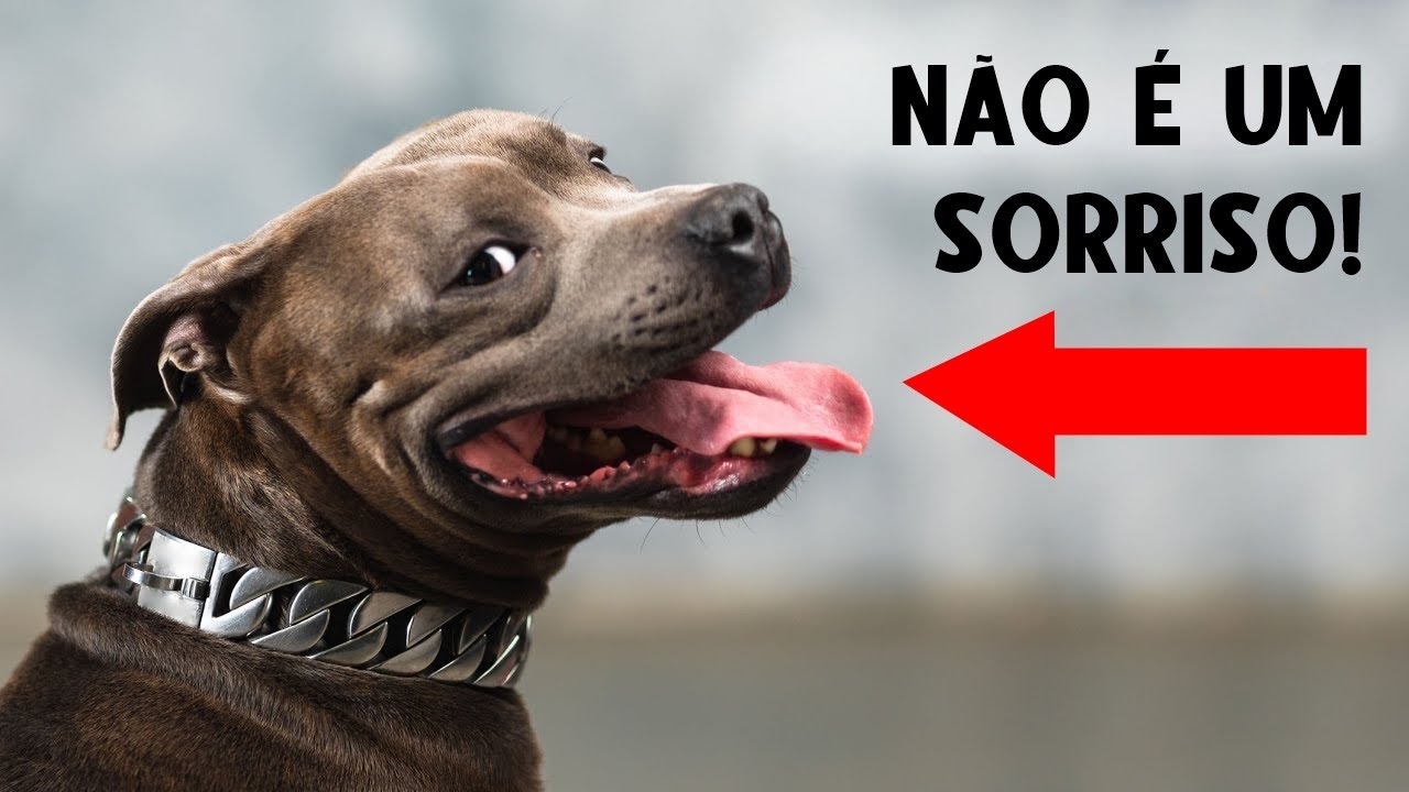 A VERDADEIRA razão dos SORRISOS dos cachorros pode ser ASSUSTADORA