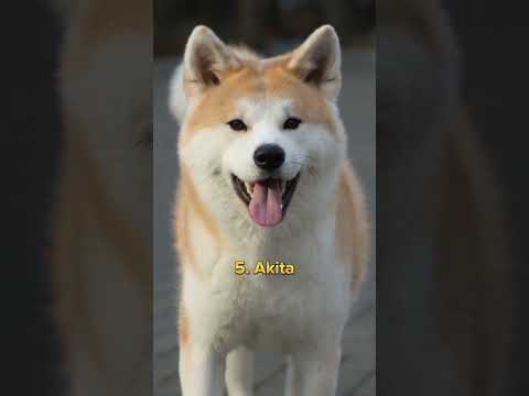 top 10 most dengerous dog in the world