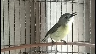 Download lagu Suara Burung Remetuk Laut Gacor | Masteran Ngerol Durasi Panjang mp3 Download lagu Suara Burung Remetuk Laut Gacor | Masteran Ngerol Durasi Panjang mp3