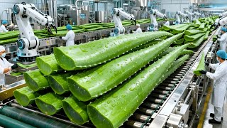 How Aloe Vera Juice Is Made in Factories  Step by Step Manufacturing Process