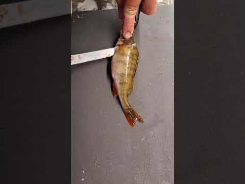 Ahvenen fileointi / Perch filleting