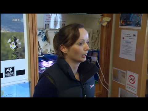 ORF Doku 04.06.2015 NATUR WISSEN Die Narzisseninsel von Cornwall