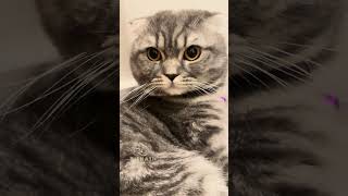 Download lagu මම නම් බය වෙලා ඉන්නේ ඔයාලත් බය වුණාද #Iwana #lusy #Sky #iwanacatfamily #iwanapeatshop #iwanacatfood mp3 Download lagu මම නම් බය වෙලා ඉන්නේ ඔයාලත් බය වුණාද #Iwana #lusy #Sky #iwanacatfamily #iwanapeatshop #iwanacatfood mp3