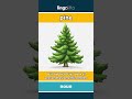 pine (noun) - definition and usage in English