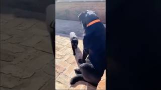 Download lagu Gangster Cats! 🐱 #cats #animals #gangster #cat #funnycats #gangstaparadise #shorts mp3 Download lagu Gangster Cats! 🐱 #cats #animals #gangster #cat #funnycats #gangstaparadise #shorts mp3