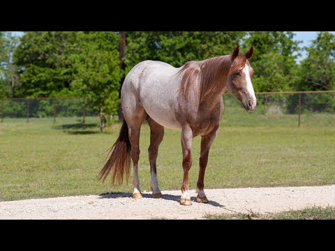 Bettin On A Cat | Bet Hesa Cat x Ichin Ta Dual