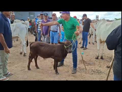 FEIRA DO GADO DE LAGOA DE PEDRAS-RN 23.03.2026