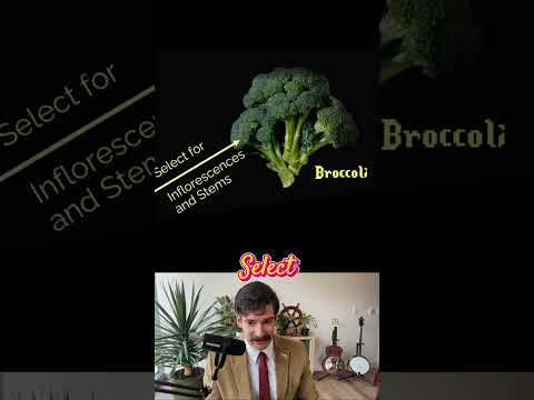 Wild Mustard has been highly cultivated and bred into many of our favorite vegetables! #botany