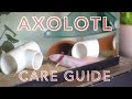 AXOLOTL CARE GUIDE (how to care for an axolotl for beginners)