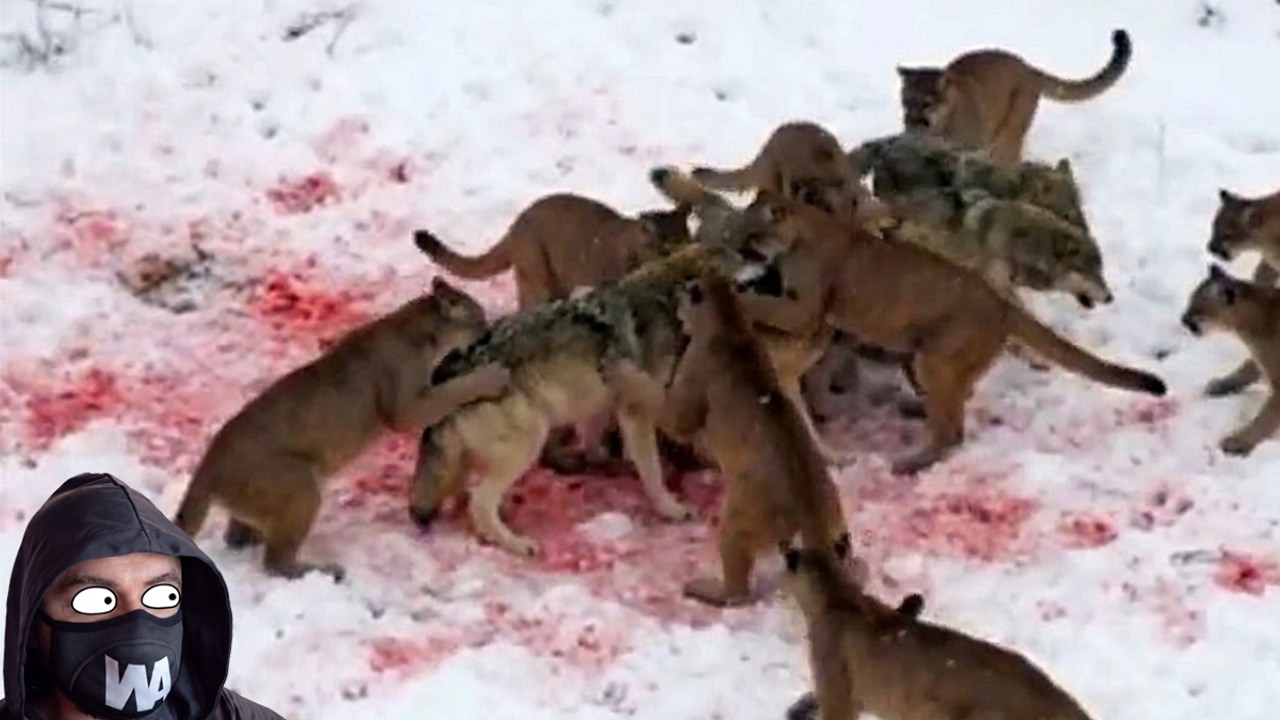 EE. UU. Soltó A Cientos De Lobos Contra Los Pumas, El Resultado Fue Inmediato