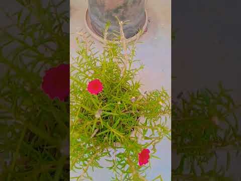 #super flowers 🌹#