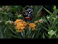 Oh Butterfly Butterfly WhatsApp Love Status Tamil Video HD
