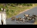 Smart Brave Warthog Outwits Pack Of Wild Dogs