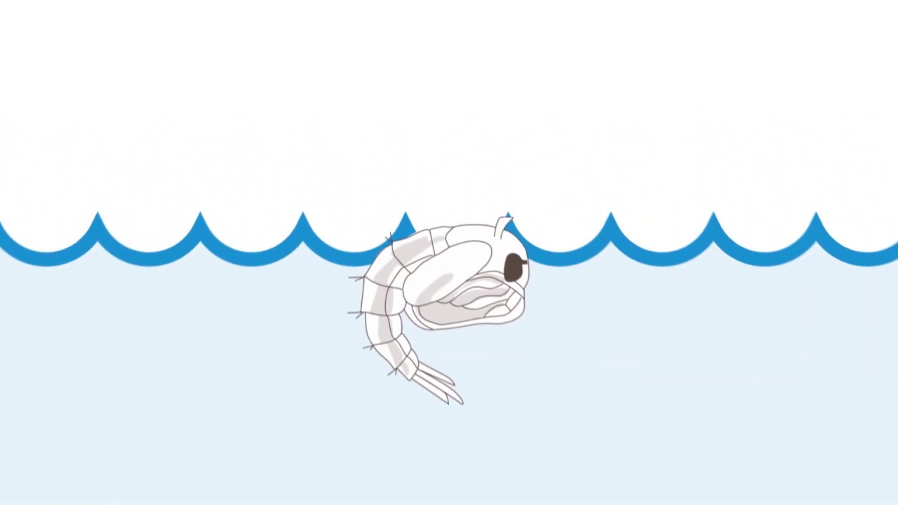 Ciclo de Vida del Mosquito