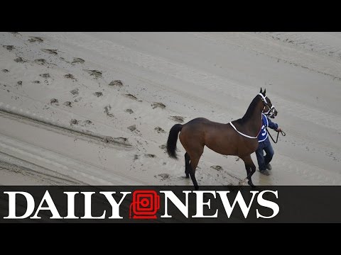 Preakness Day Off To Tragic Start