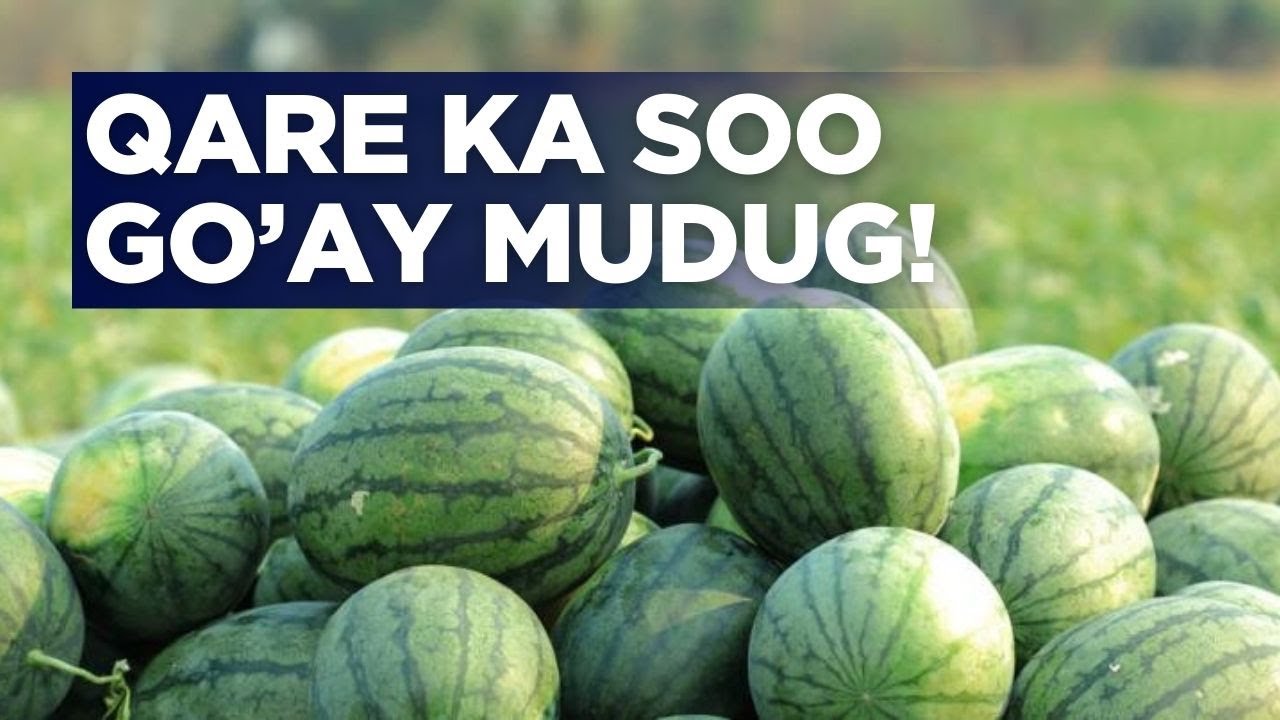 Qare ka soo go'ay beeraha gobalka Mudug