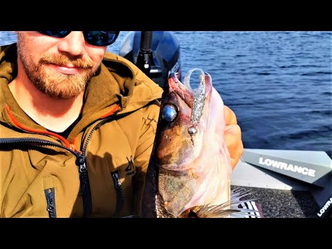 AHVENTA JA KUHAA JIGILLÄ - JIGIKALASTUS - VOLFRAM JIGIPÄÄ