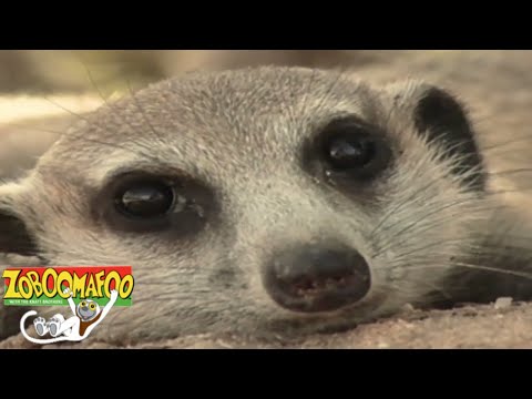 Zoboomafoo 133 - Sand Creatures | HD | Full Episode
