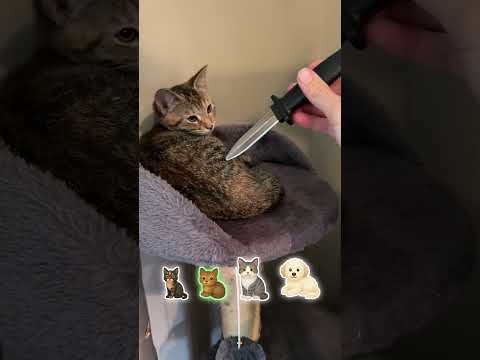 Pretending to Stab My Pet with a Fake Knife 😂🔪🐾