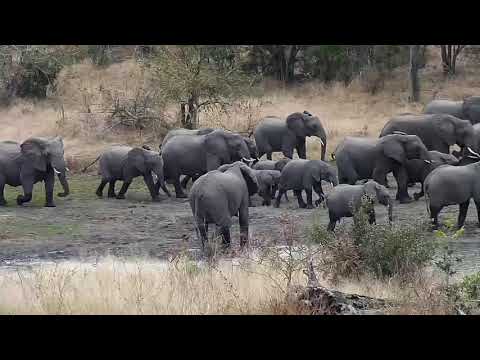 Djuma: Elephants get a quick drink and move on - 10:03 - 07/27/20