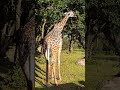 Kilimanjaro Safari Disney S Animal Kingdom At Walt Disney World Resort