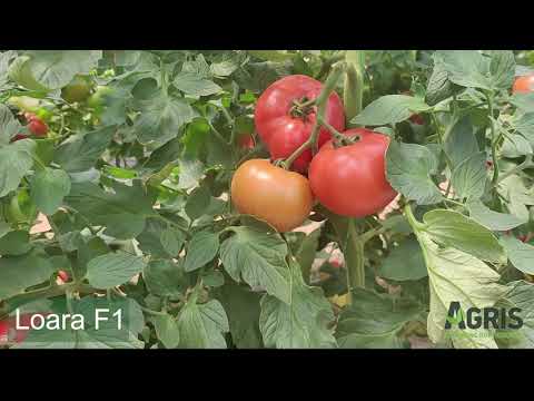 Loara F1 - Cultura de tomate roz în jud. Bihor, loc. Grădinari, la familia Szatmari Francisc