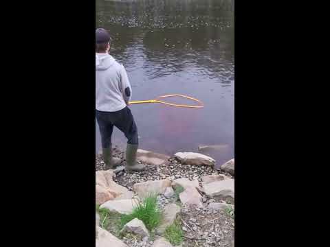 Jättihauki nappasi vieheeseen - Hauenkalastus - Viehekalastus - Haukimatti - 2 kilon siika