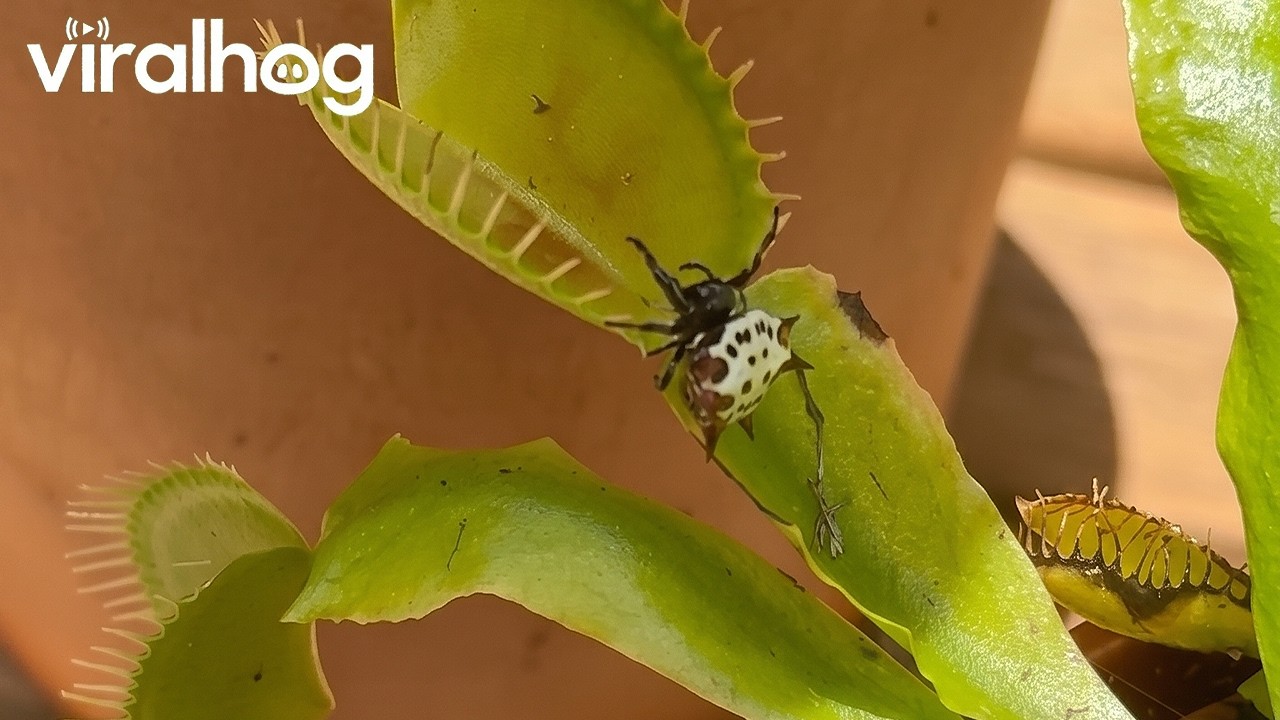 Orb-weaver spider claimed by venus flytrap || ViralHog