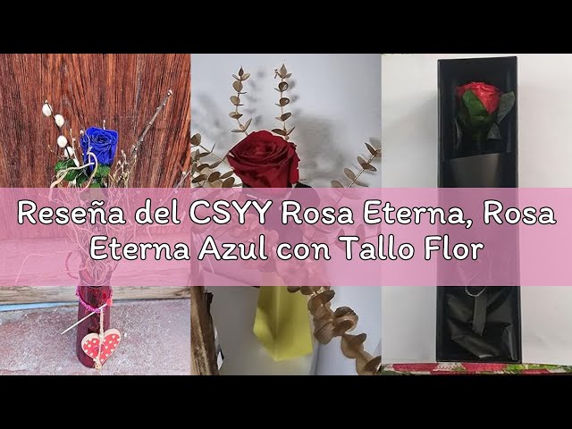 Vídeo relacionado con CSYY Rosa Eterna, Rosa Eterna Rojo con Tallo Flores Preservadas Regalo San Valentín Dia de la Madre Flores Preservadas Regalo Mama Navidad Rojo