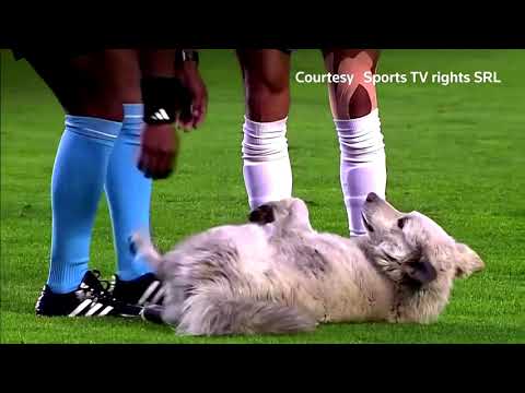 Uninvited guest: Dog invades Bolivian soccer match